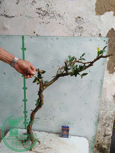 IMG20170710085606.jpg