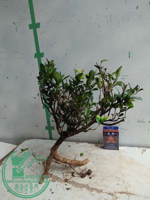 ½ļ (3)IMG20170711125624.jpg