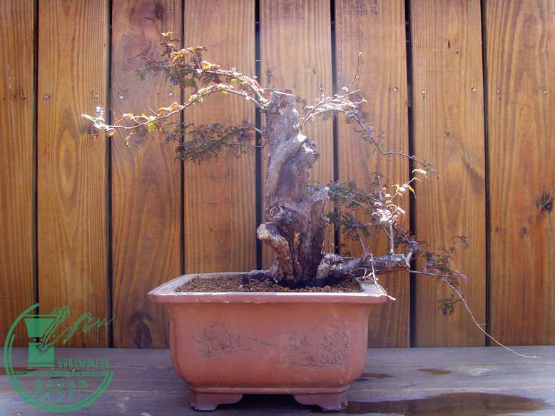 SNV31185.jpg
