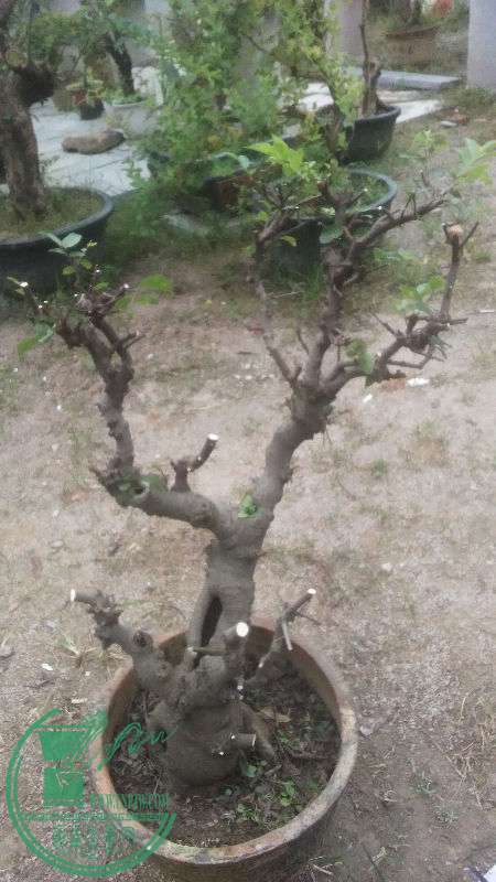899295