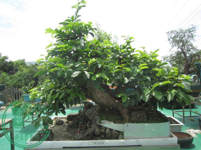 IMG_6188.JPG