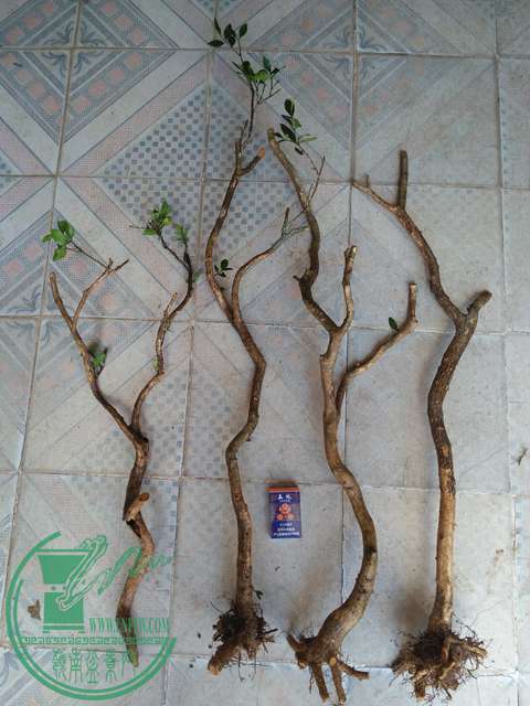 IMG20170728101945.jpg