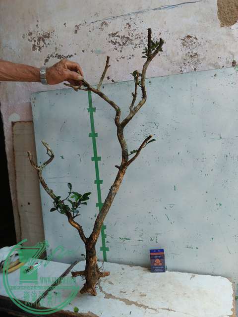 IMG20170728102446.jpg