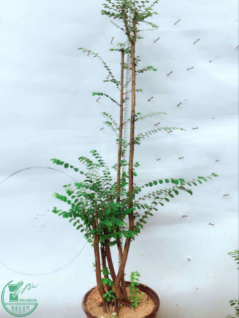 QQͼƬ20170801172528.jpg