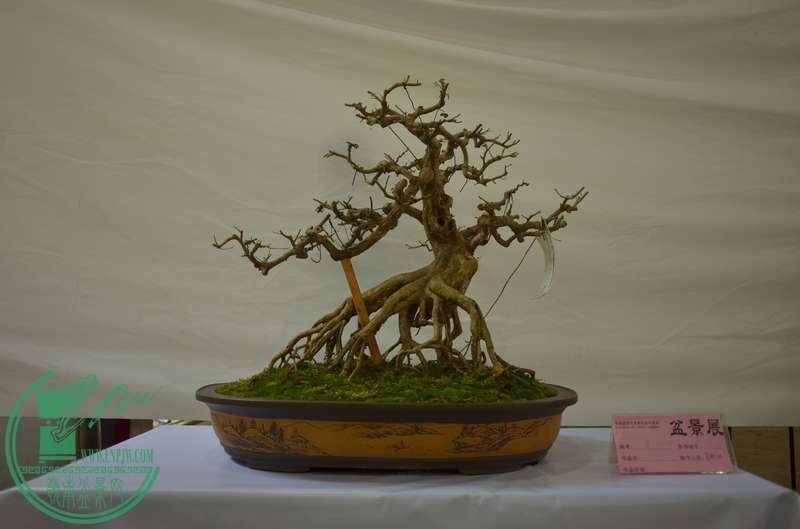 (7)DSC_0766.jpg
