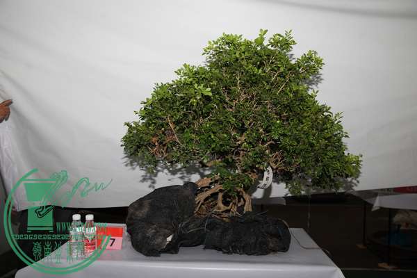 (7)IMG_0395.jpg