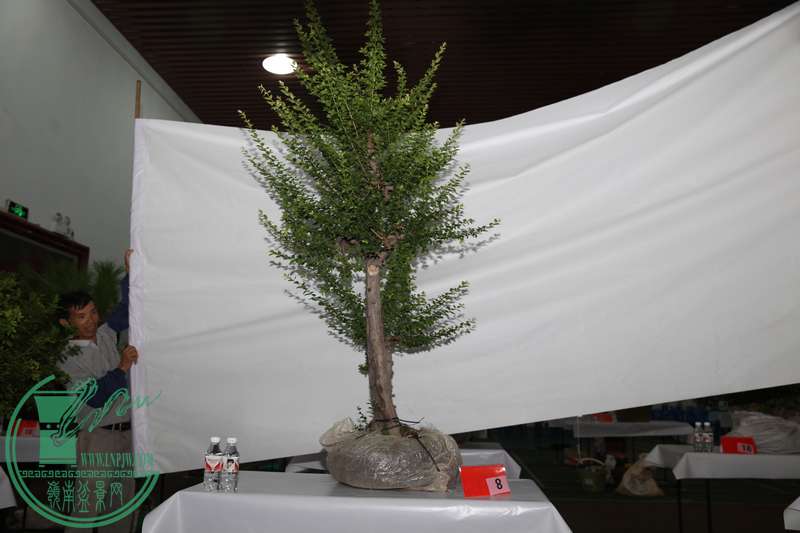 (8)»IMG_0392.jpg
