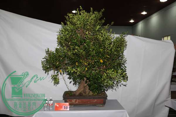 (10)ٺIMG_0384.jpg
