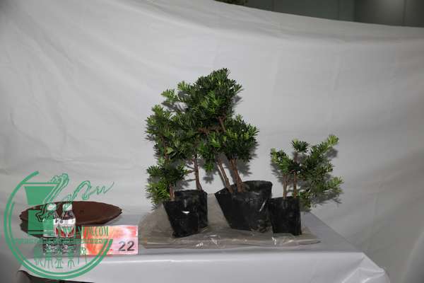 (22)اԶIMG_0349.jpg
