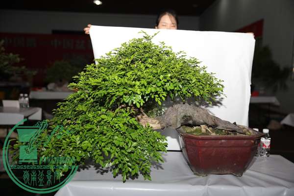 (29)IMG_0330.jpg