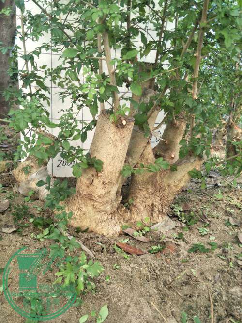 IMG20170828081440__.jpg