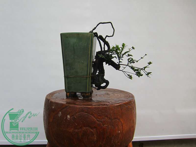 IMG_1120.JPG