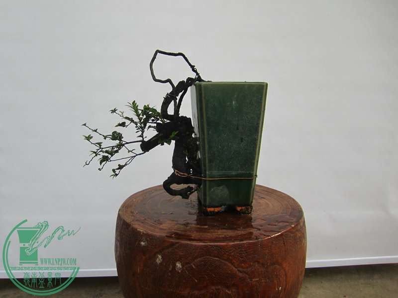 IMG_1130.JPG