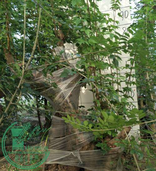 IMG20170828081033__.jpg