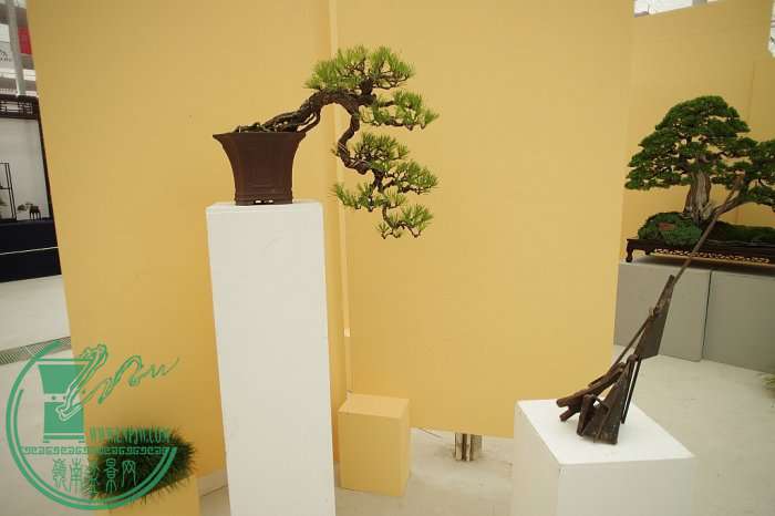 133126ji05xi1w5m3c111o.jpg.thumb.jpg