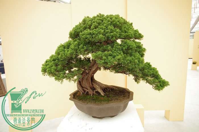 133308g8v1fydn04ncnn4w.jpg.thumb.jpg