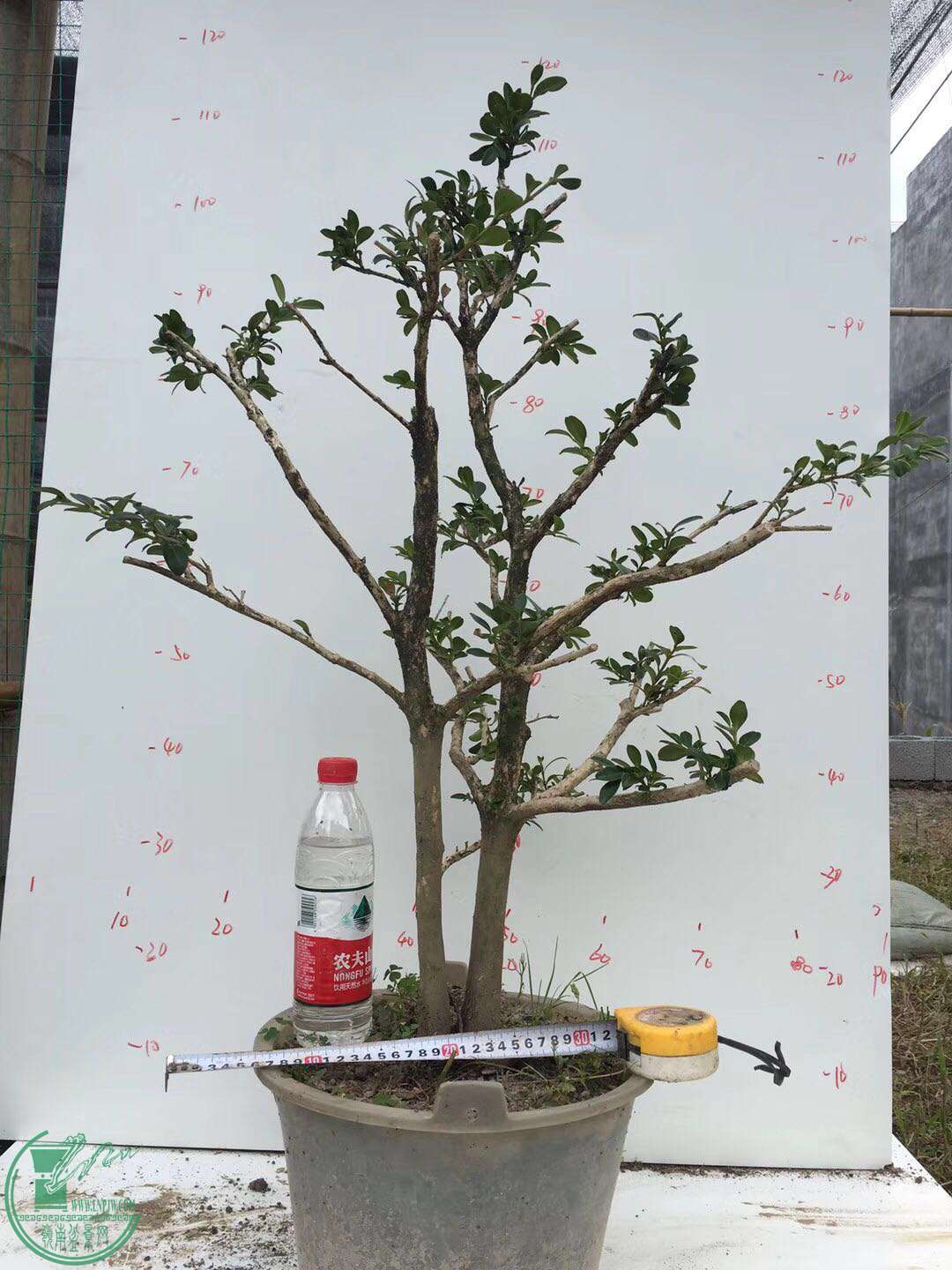 44.jpg