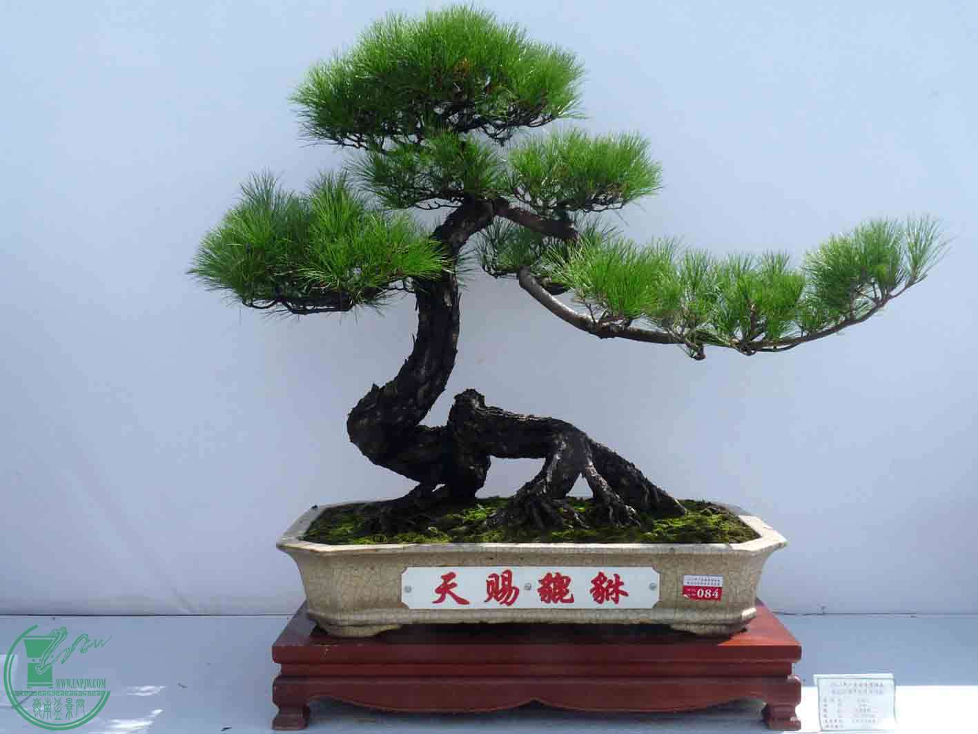 P1050223.JPG
