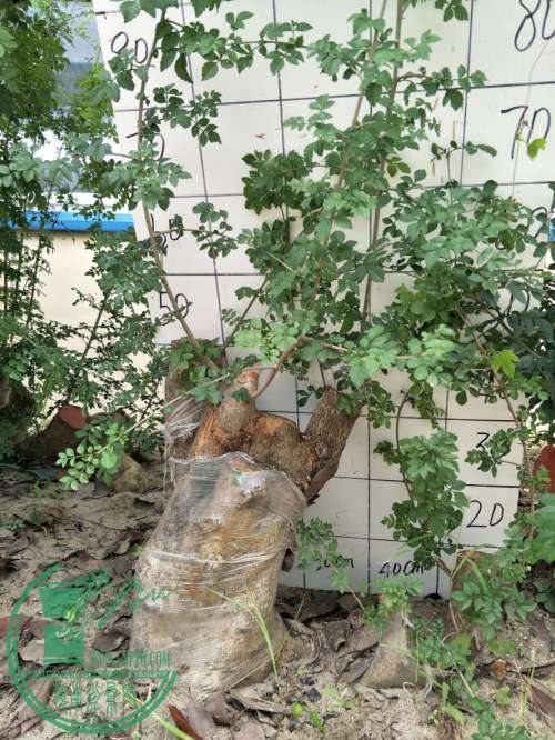 IMG20170830093338__.jpg