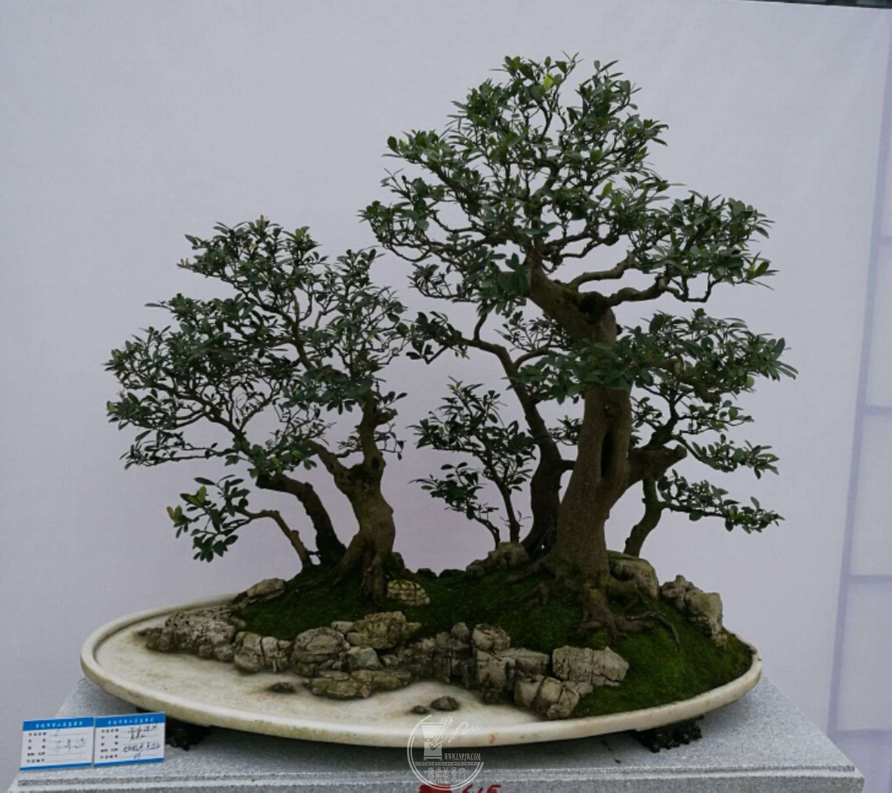 mmexport1509019107663.jpg