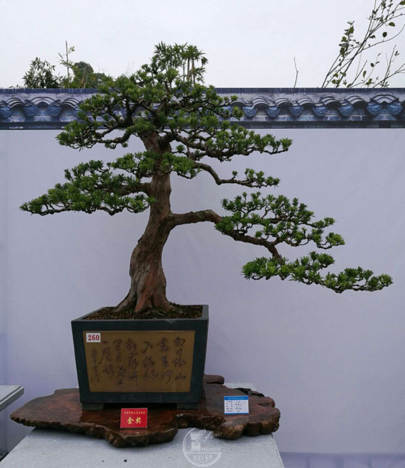 mmexport1509019126250.jpg