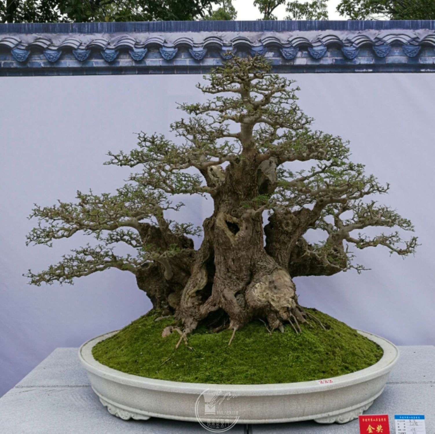 mmexport1509019309784.jpg