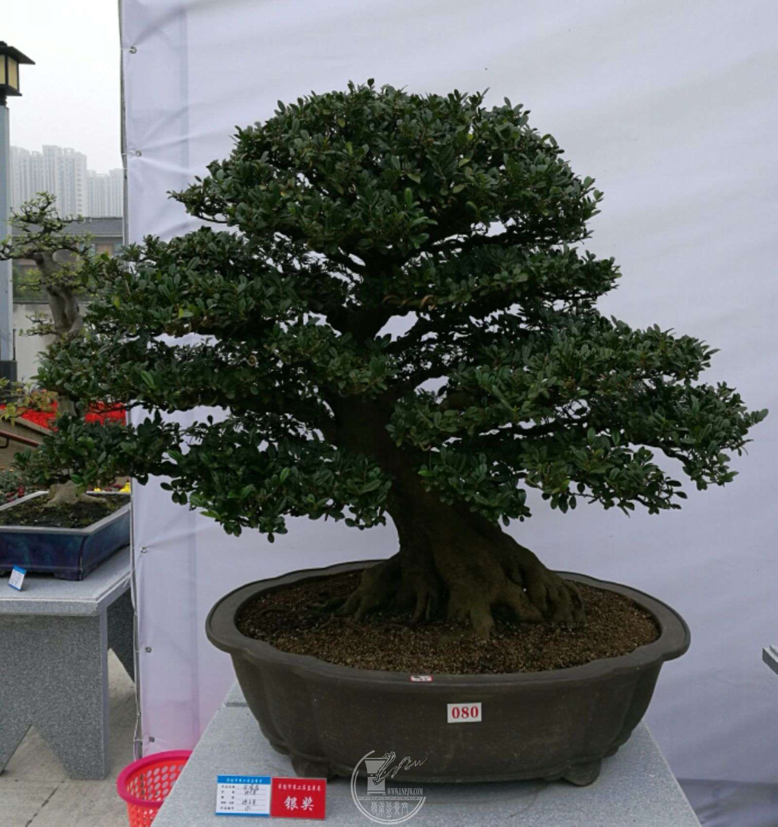 mmexport1509019368765.jpg