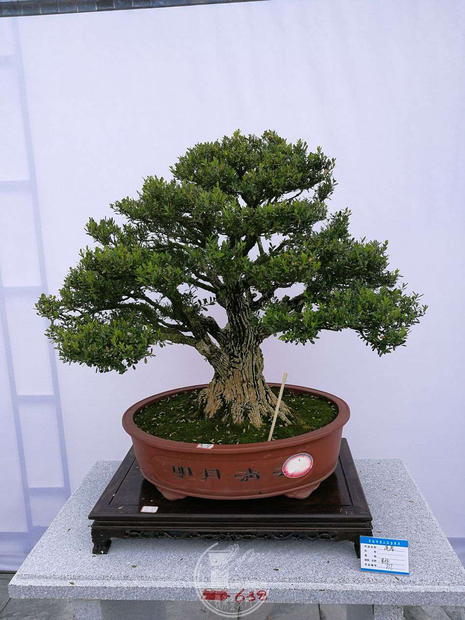 mmexport1509019454584.jpg