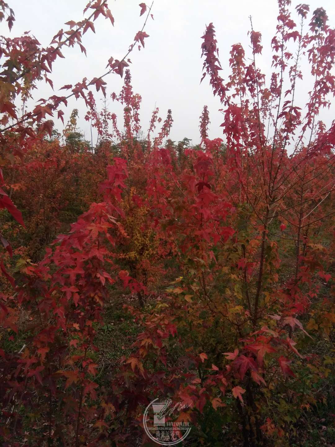 ΢ͼƬ_20171203191235.jpg
