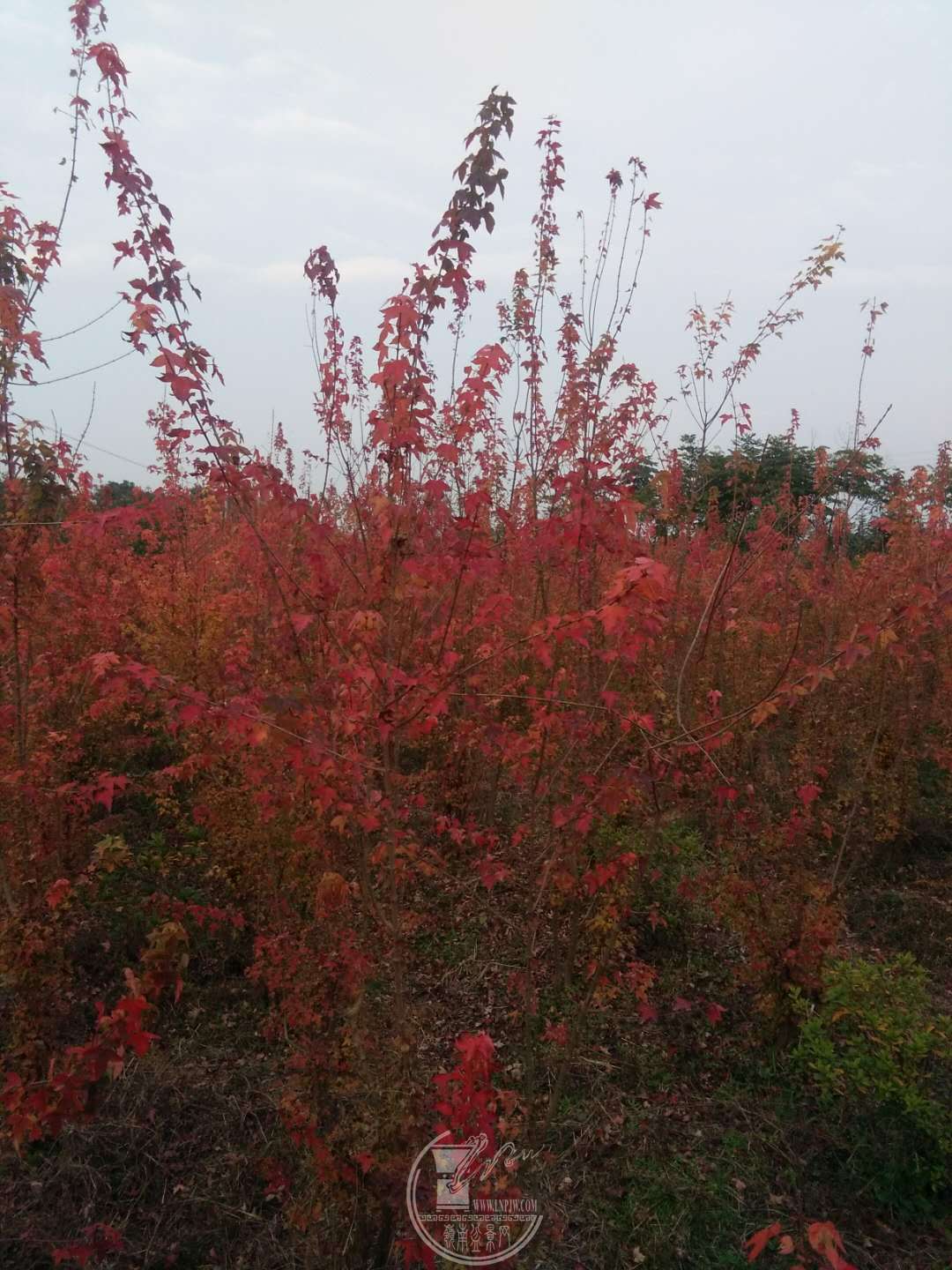 ΢ͼƬ_20171203191144.jpg