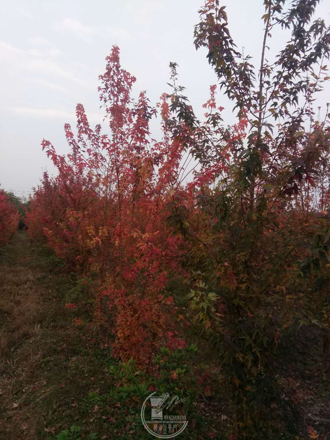 ΢ͼƬ_20171203191229.jpg