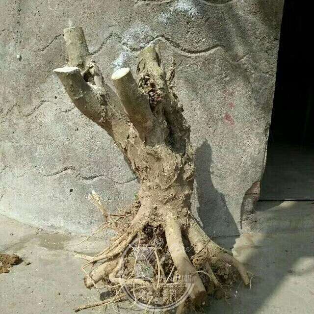 925284