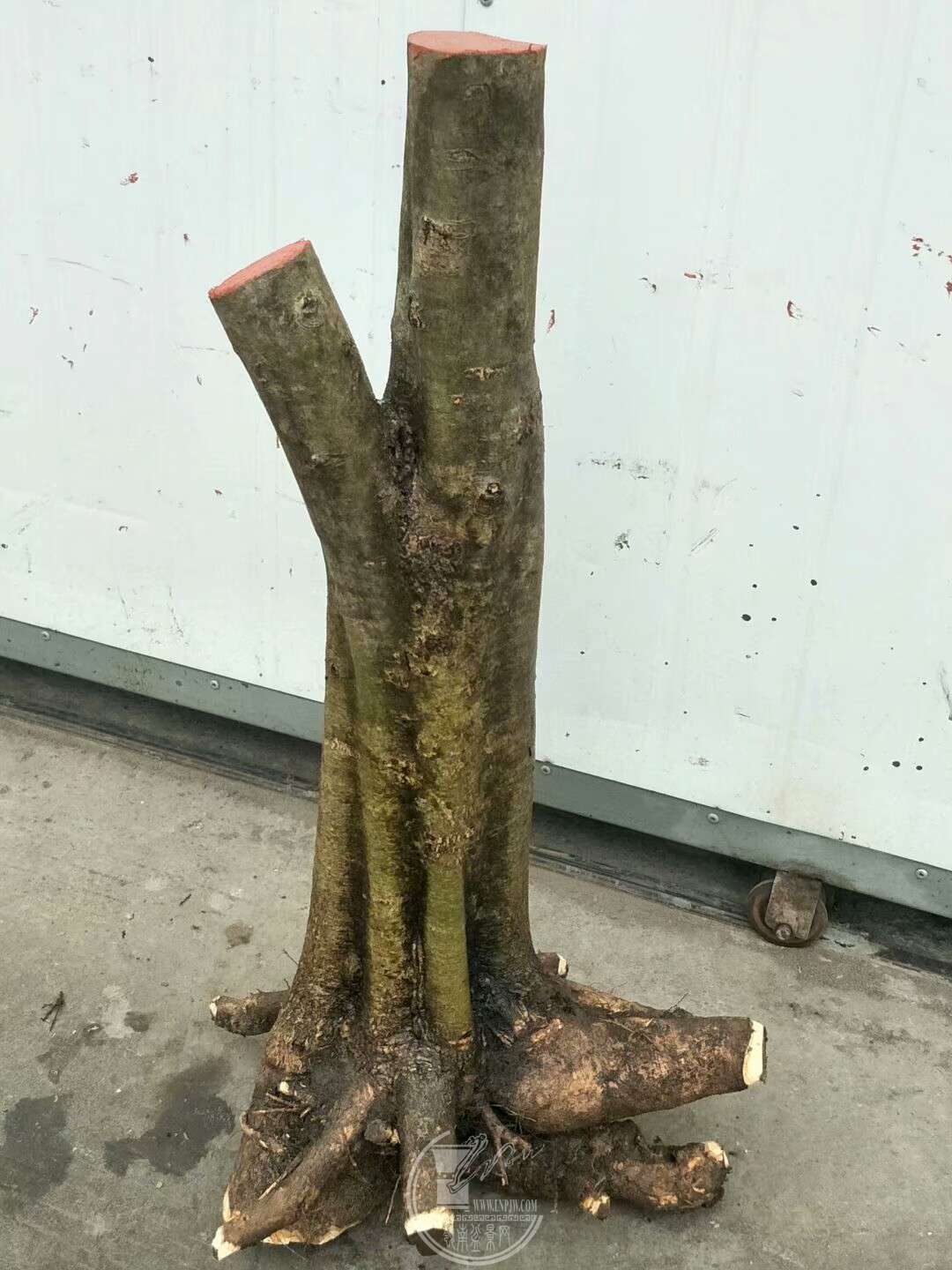 1520249181981.jpeg