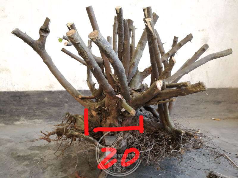 IMG20180310102821.jpg