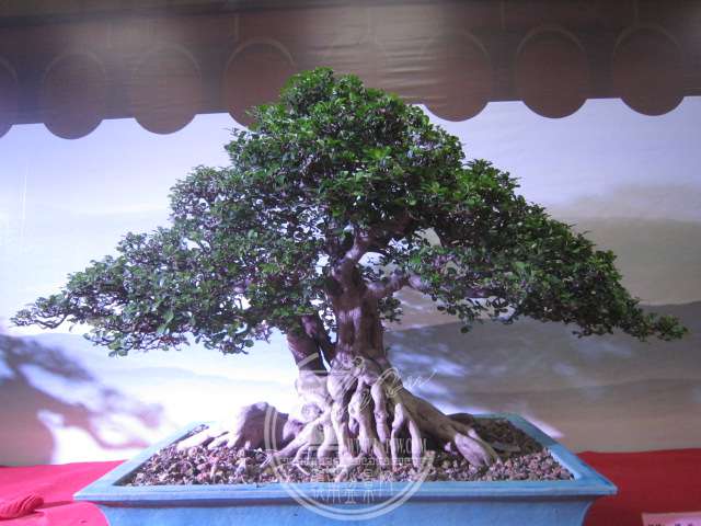 IMG_8730.JPG