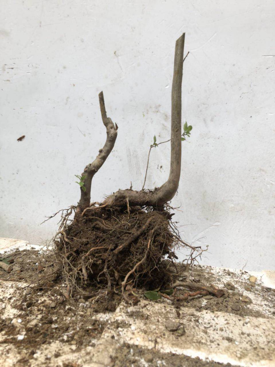 ӳɽ����ɽ׮