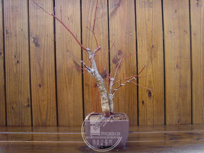 SNV31158.jpg