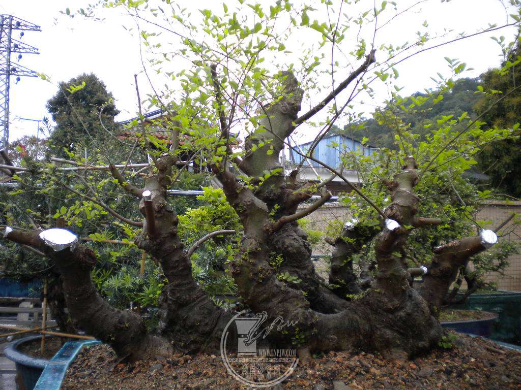 DSCN8871.JPG