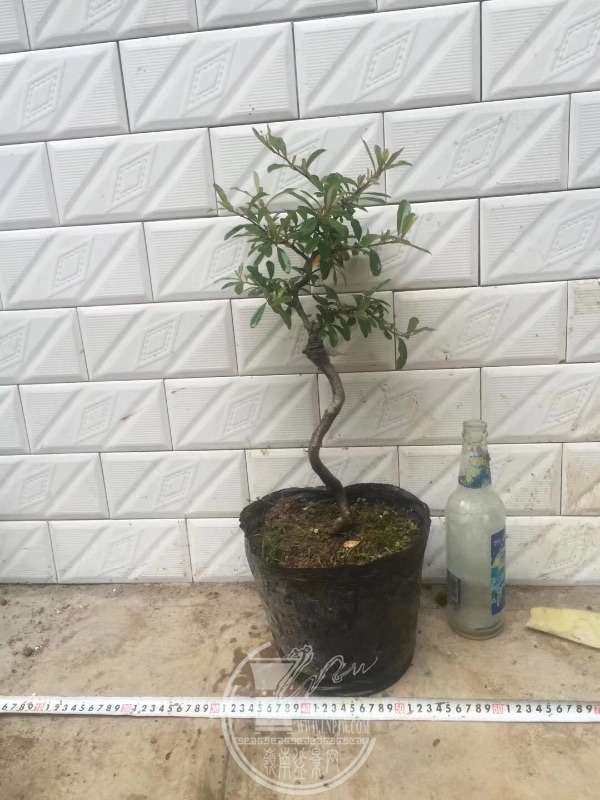 935856