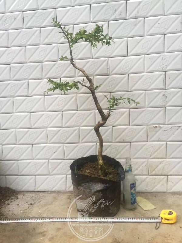 935871