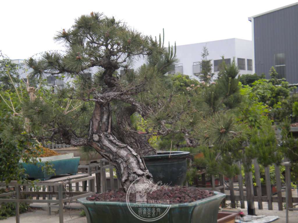 DSCN9046.JPG