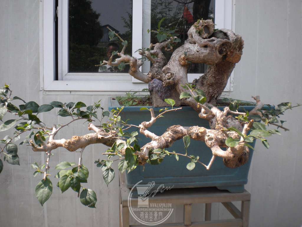 DSCN9027.JPG