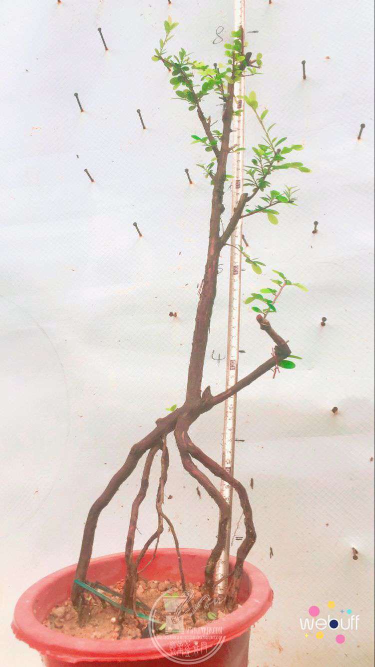 QQͼƬ20180427194317.jpg