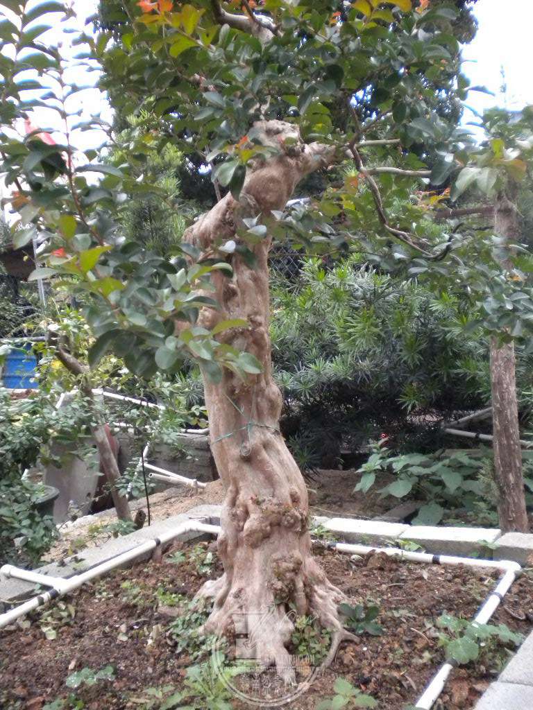 DSCN9109.jpg