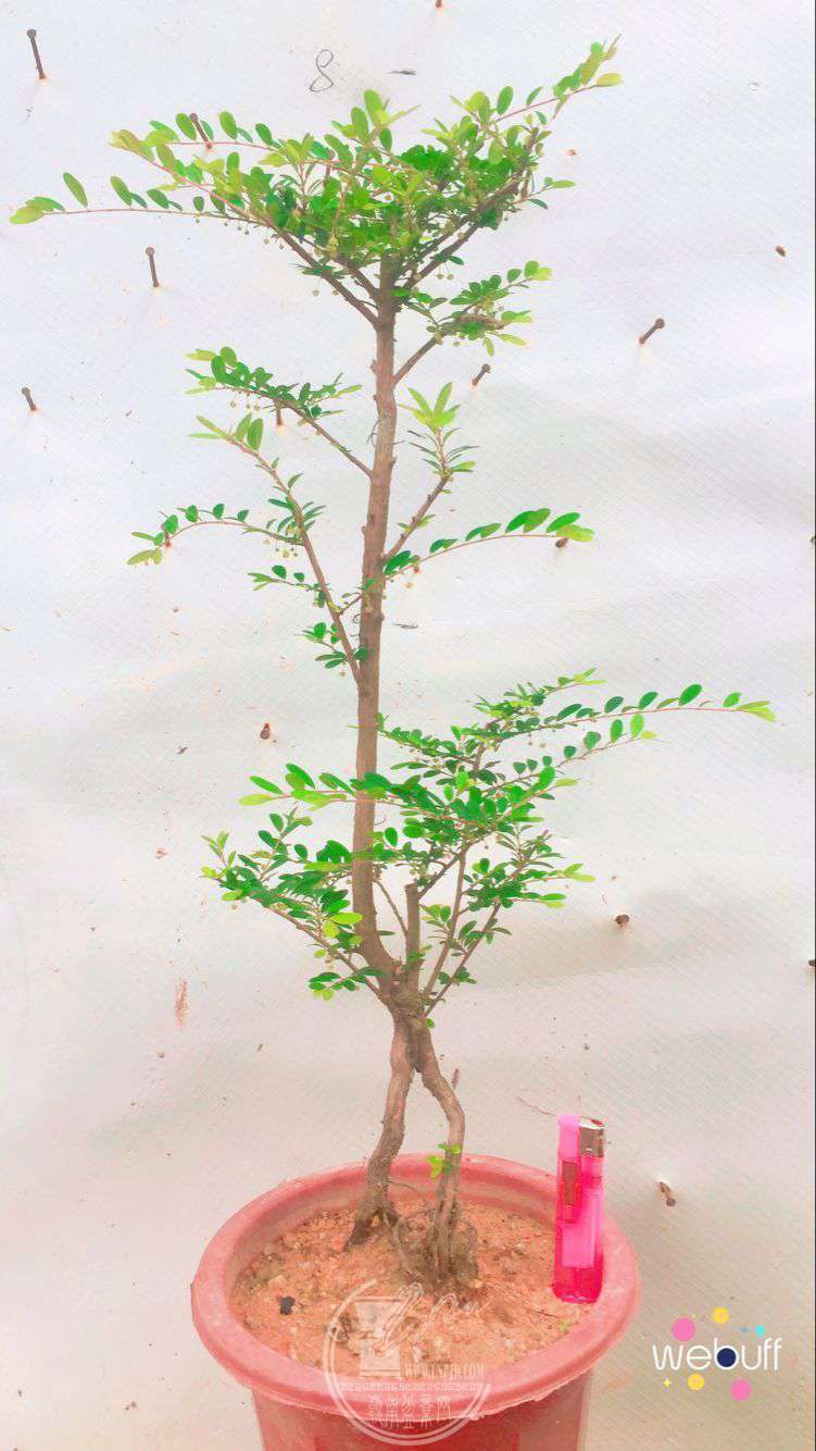 QQͼƬ20180429075045.jpg