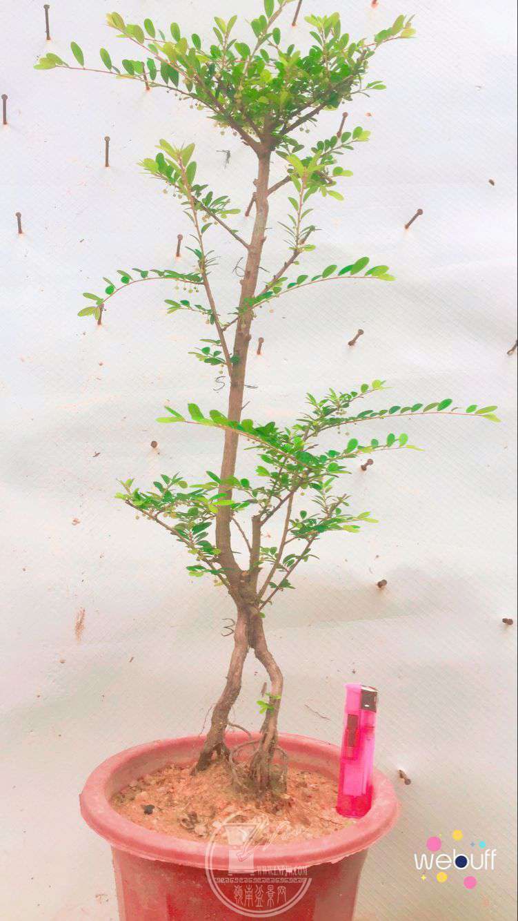QQͼƬ20180506091751.jpg