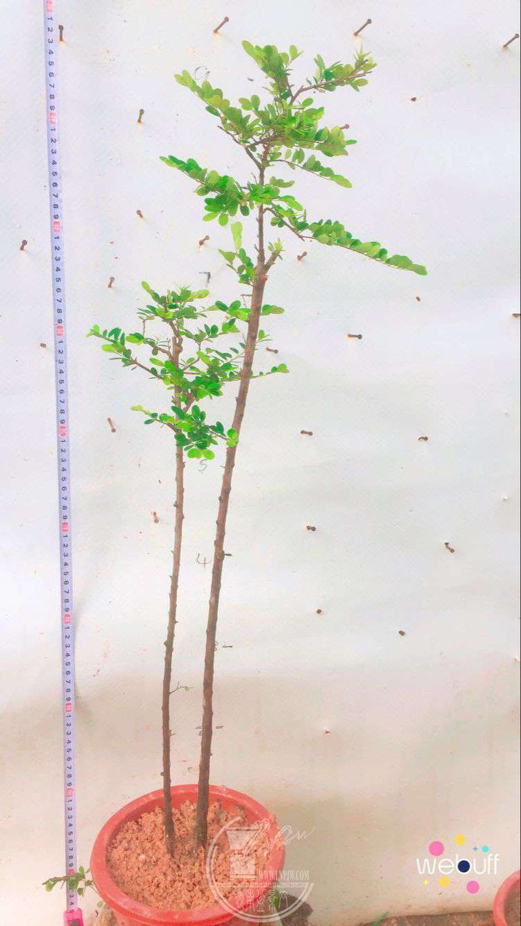 QQͼƬ20180506093921.jpg