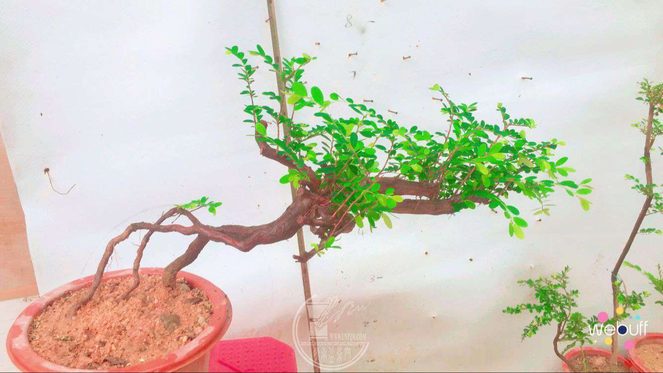 QQͼƬ20180512103942.jpg