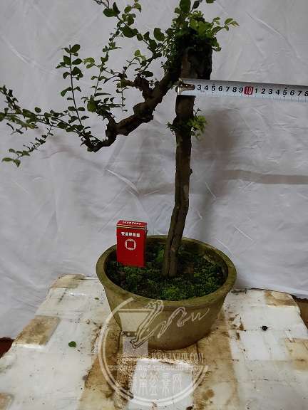 IMG20180901180244.jpg