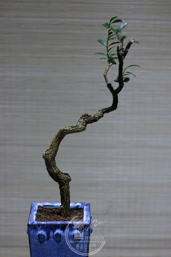 IMG_5416_С.JPG
